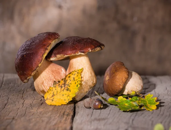 Setas, bellotas y hojas de roble sobre fondo de madera — Foto de Stock