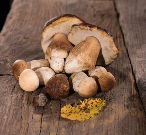 Meşe mantar, meşe palamudu ve Meşe yaprağı 