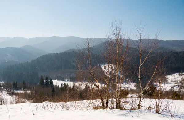 Zimní Krajina Horského Lesa — Stock fotografie