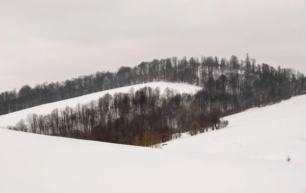 Landscape of the mountain forest — Stock Photo, Image