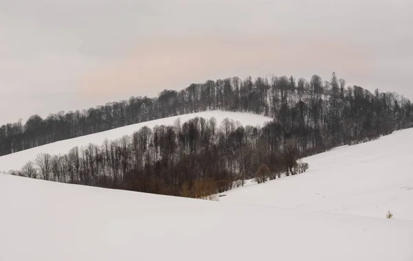 Ландшафт горного леса — стоковое фото