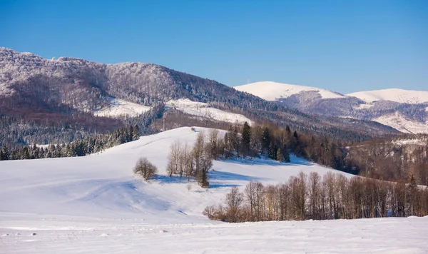 Paysage de la forêt de montagne — Photo