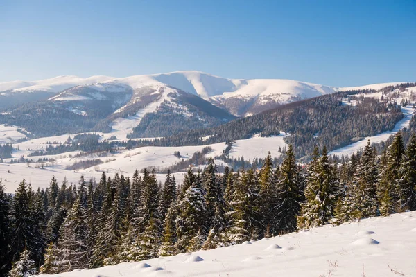 Paysage de la forêt de montagne — Photo