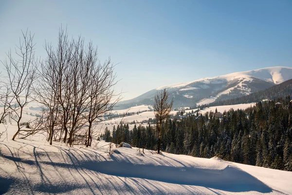 Paysage de la forêt de montagne — Photo