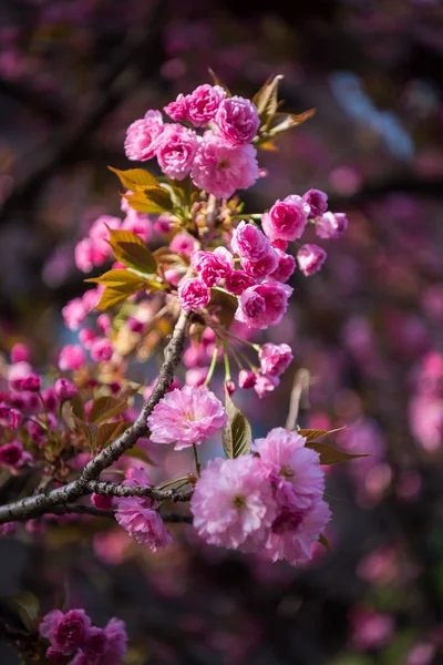 Рожевий японський вишневий цвіт вишні. Сакура. Стокова Картинка