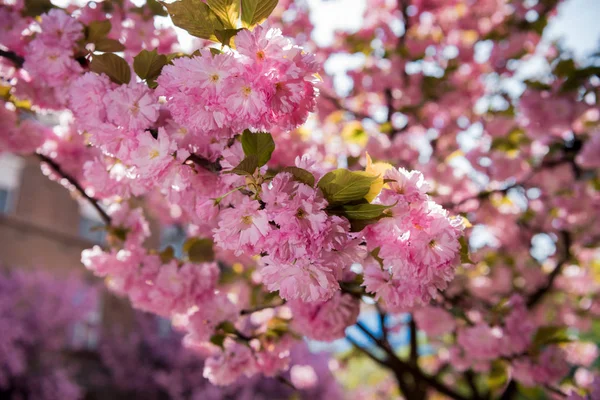 Pembe Japon kiraz ağacı çiçeği. Sakura — Stok fotoğraf