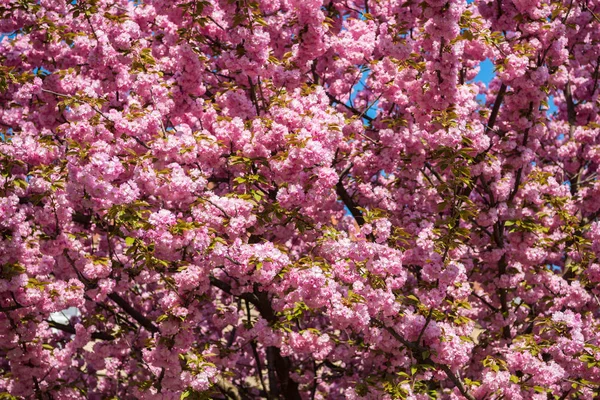 Rosa japanska cherry tree blossom. Sakura Stockfoto