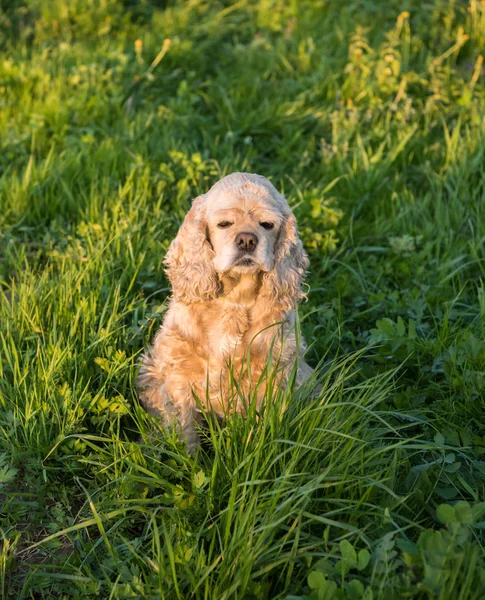 Amerykański Cocker Spaniel, siedząc na trawie — Zdjęcie stockowe