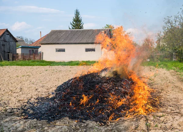 Burning pile of dry corn — Stock Photo, Image