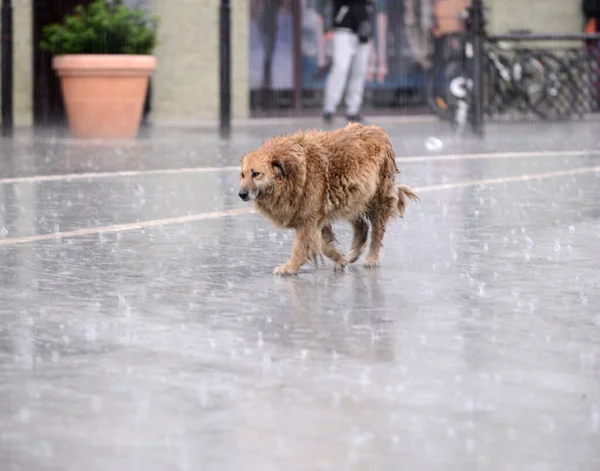 Dakloze eenzame hond bij regenachtig weer in beweging vervagen — Stockfoto