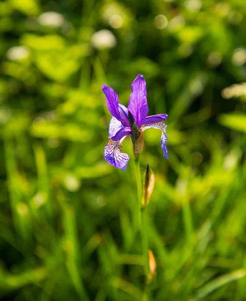 Iris púrpura floreciente salvaje en primavera — Foto de Stock