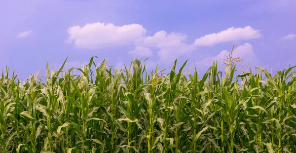 Beautiful green maize field — Stock Photo, Image