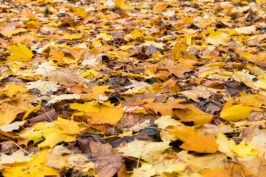 Düşen sonbahar yaprakları