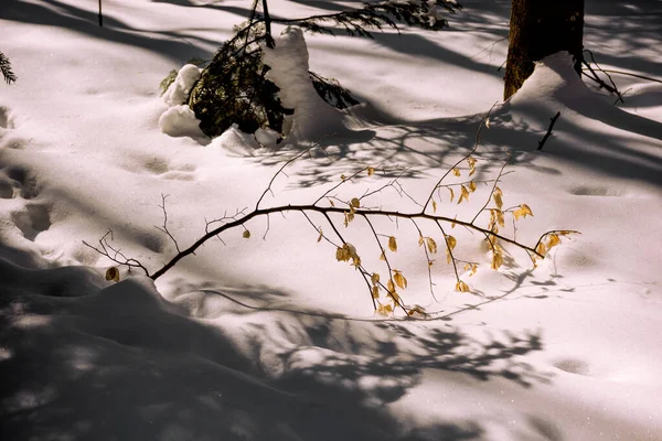 Paisaje invernal del bosque nevado de montaña —  Fotos de Stock