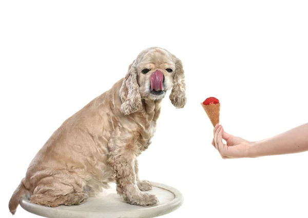 Close-up of a hand holding ice cream and teasing american cocker — Stock Photo, Image
