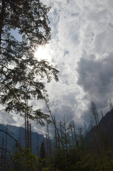 Bosques de picea moribundos debido al cambio climático —  Fotos de Stock