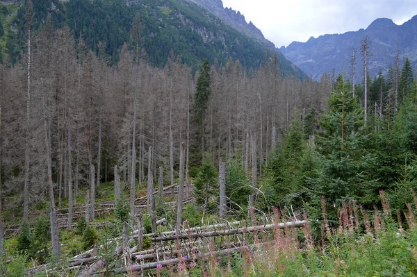 Dying spruce forests due to climate change — Stock Photo, Image