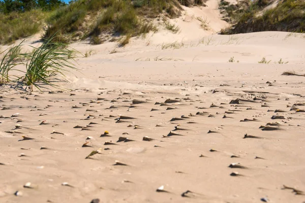 Sanddynerna på stranden av Östersjön — Stockfoto