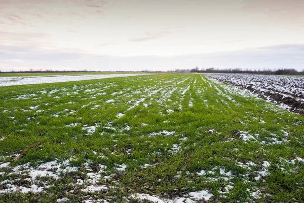 Winter Ploughed Field Blue Sky — Stock Photo, Image