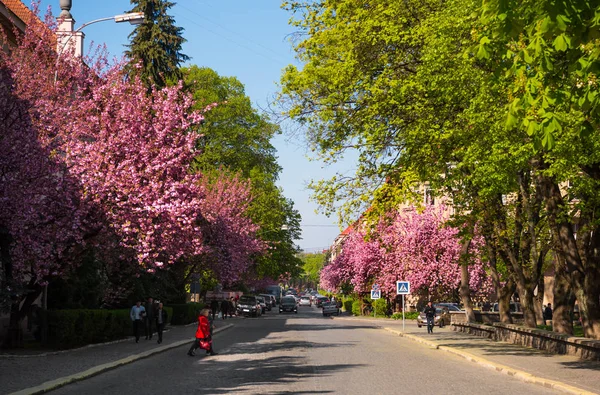 Uzhhorod, Ukrajina ▲ 15. dubna 2019: Sakura kvete v Uzhgo — Stock fotografie