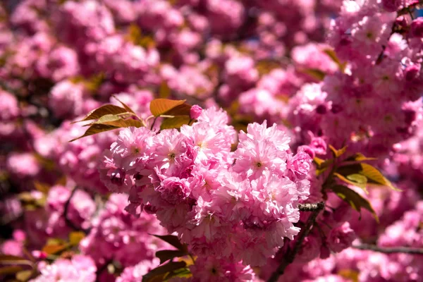 Pink Japanese cherry-tree blossom. Sakura — Stock Photo, Image