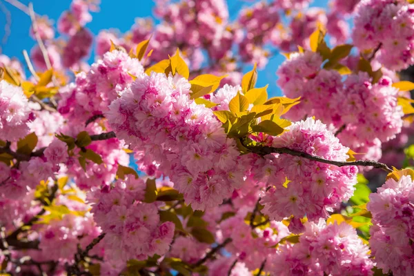 Pink Japanese cherry-tree blossom. Sakura — Stock Photo, Image