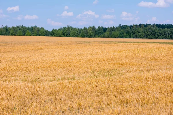 Field of Golden wheat under the blue sky — Stock Photo, Image