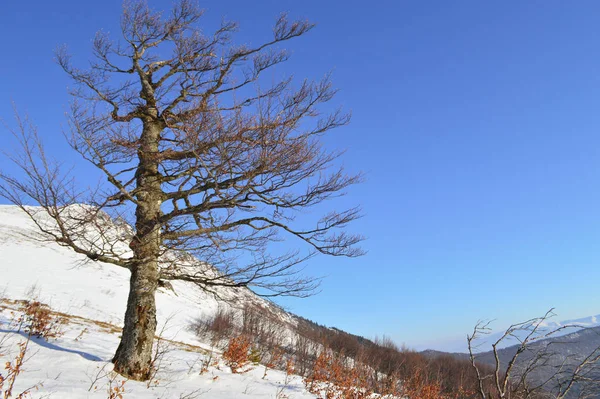 Krásná Zimní krajina v Karpatských horách — Stock fotografie