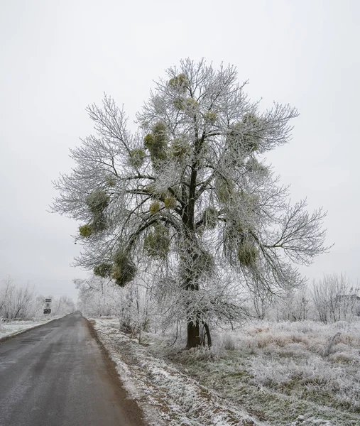 Mistletoe parasitic plant on a frozen tree in winter — Stock Photo, Image