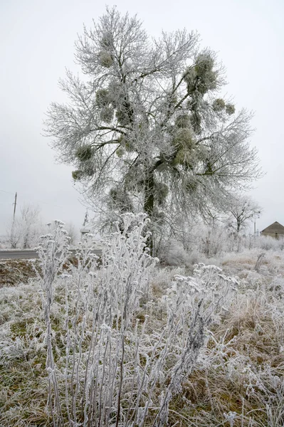 Mistletoe parasitic plant on a frozen tree in winter — Stock Photo, Image