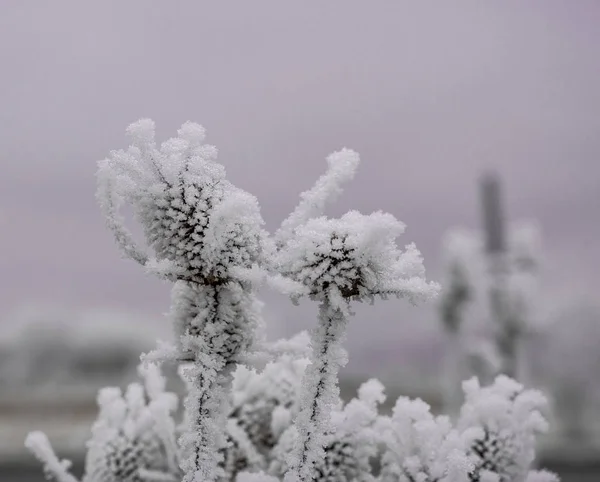 Frozen plants in winter with the hoarfrost — Stock Photo, Image