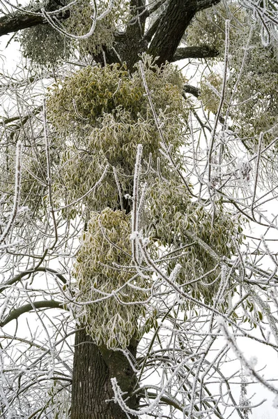 Maretak parasitaire plant op een bevroren boom in de winter — Stockfoto