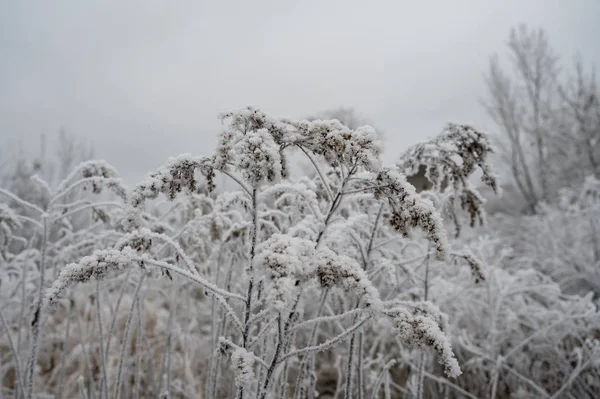 Piante congelate in inverno con il gelo — Foto Stock