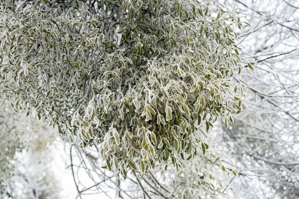 Vischio pianta parassita su un albero congelato in inverno — Foto Stock