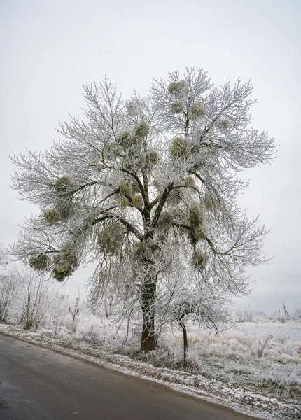 Planta parásita de muérdago en un árbol congelado en invierno —  Fotos de Stock