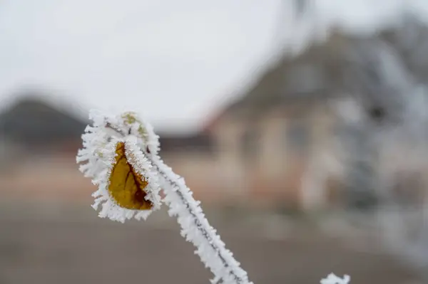 Frozen plants in winter with the hoarfrost — Stock Photo, Image