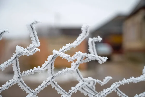Plot pokrytý chrastítkem za mrazivého zimního dne — Stock fotografie