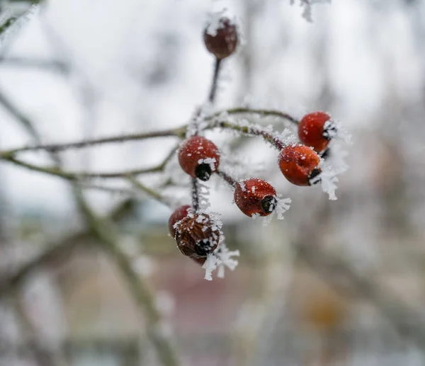 Frosted red rose hips berries — Stock Photo, Image