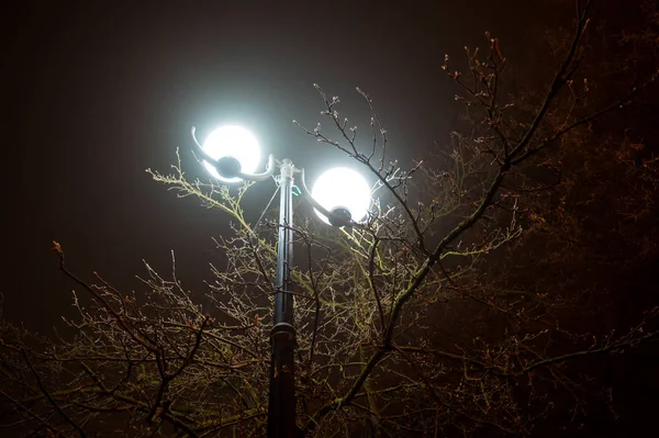 Linterna de la ciudad nocturna que brilla entre los árboles — Foto de Stock