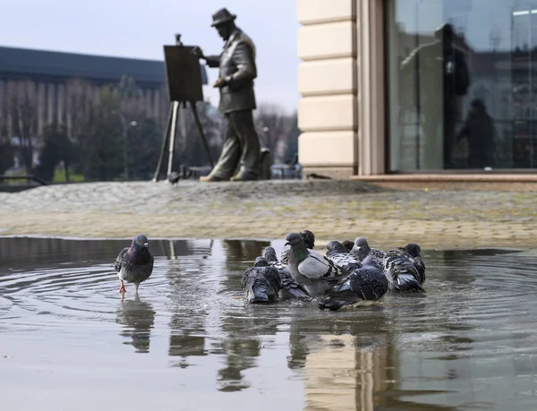 Pombos que tomam banho em uma poça — Fotografia de Stock