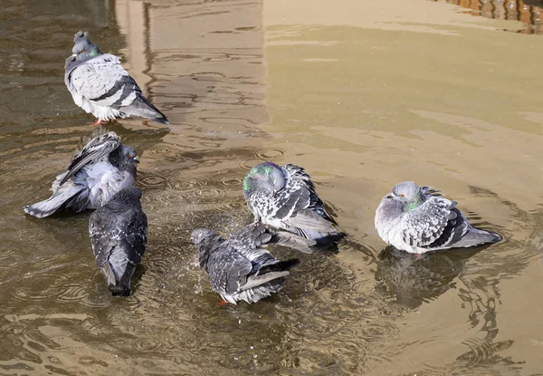 Pombos que tomam banho em uma poça — Fotografia de Stock