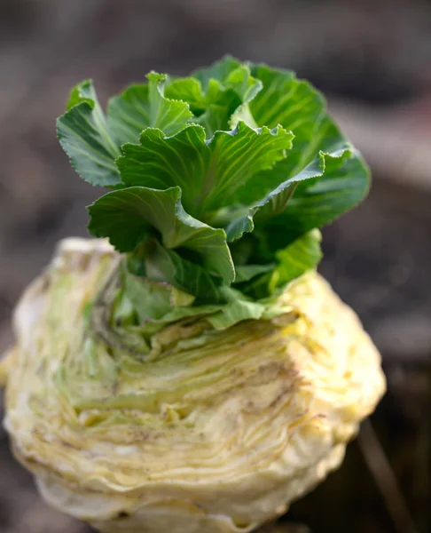 Green Young Cabbage Ground Home Cultivation Regrowing Food Home Home — Stock Photo, Image