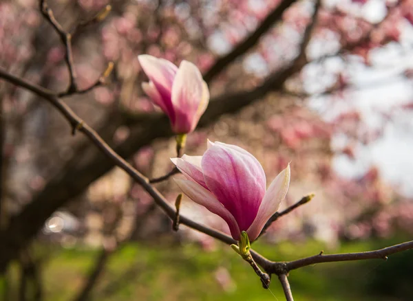 Rosa Blommor Magnolia Sulange Blommande Magnolia Blommor Vårtid — Stockfoto