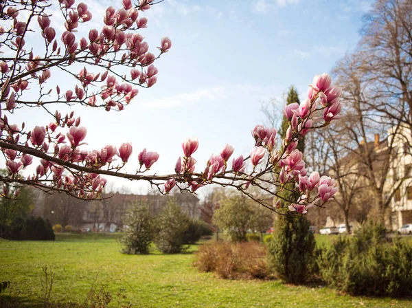 Pink Flowers Magnolia Sulange Blossoming Magnolia Flowers Spring Time — Stock Photo, Image
