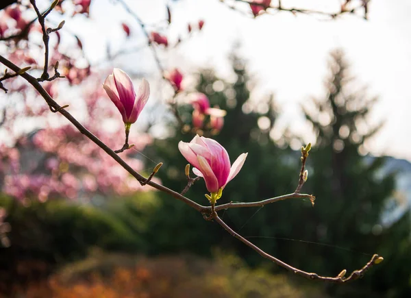 Pink Flowers Magnolia Sulange Blossoming Magnolia Flowers Spring Time — Stock Photo, Image