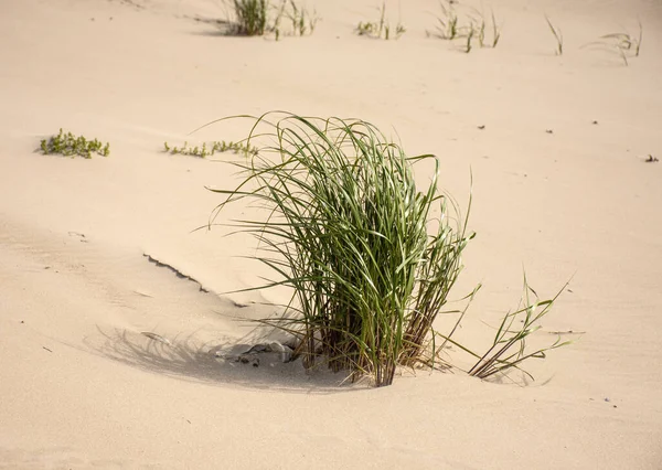 Dünen Ufer Der Ostsee Strand Sand Hintergrund — Stockfoto