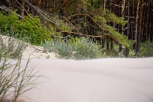 Дюны Берегу Балтийского Моря Песчаный Фон — стоковое фото
