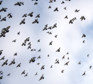 Güvercin siluetleri. Gökyüzünde bir sürü kuş uçuyor.