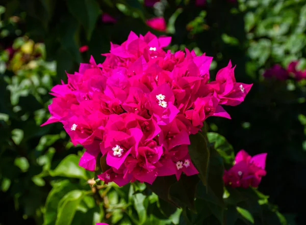 Flores Buganvillas Color Rosa Brillante Floreciendo Parque Turquía — Foto de Stock
