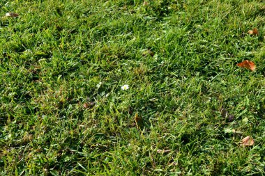 Arka plan için yeşil çim dokusu. Yeşil çim deseni ve doku arka planı